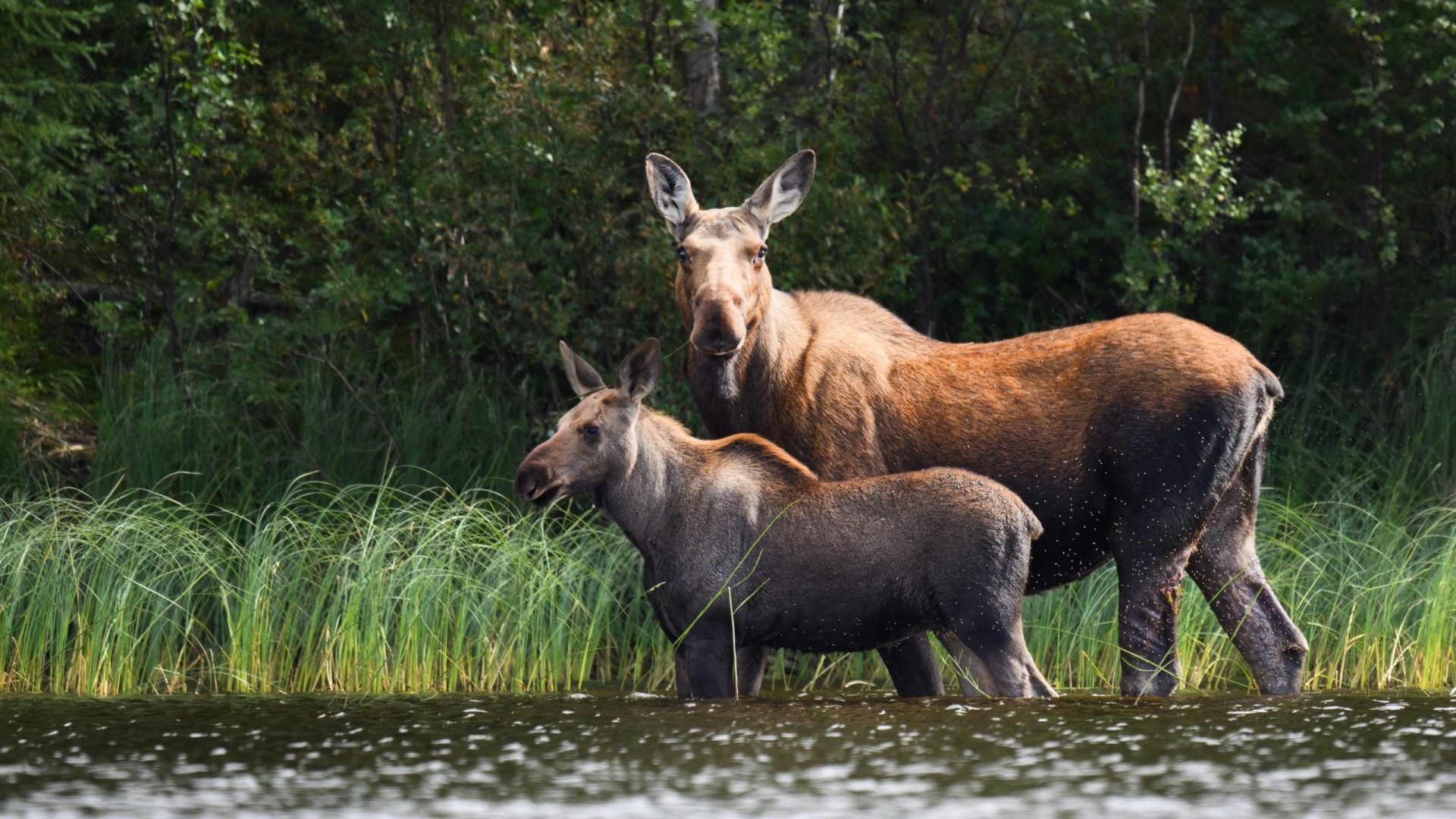 Eine Elchkuh mit Kalb taucht während des Videodrehs mit den Wildlingz am Ufer auf.