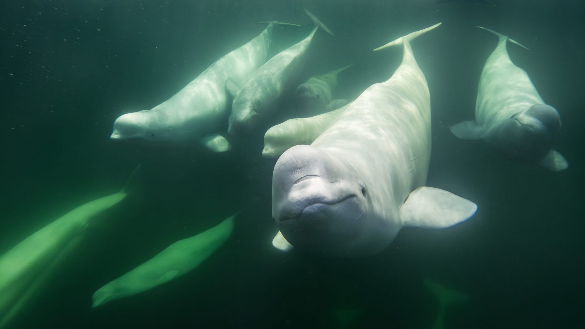 Neugierige Belugas umschwärmen die Kamera der Wildlingz bei Unterwasser-Fotografie im Norden von Manitoba.