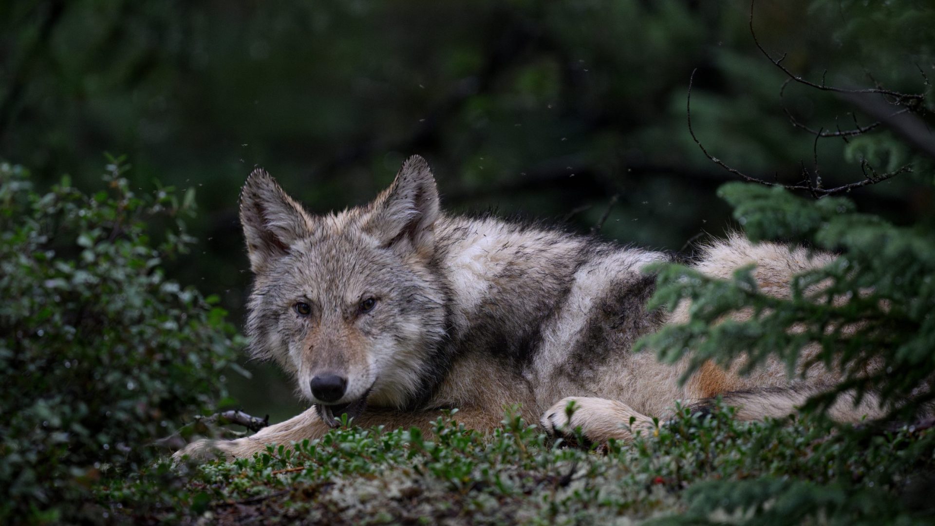 Nahe der North Seal River Lodge im Norden Manitobas zeigt sich ein Wolf während eines Fotoshootings.